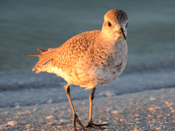 Close-up of duck in water