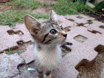 Close-up of a cat looking away