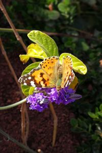 Close-up of butterfly pollinating on flower