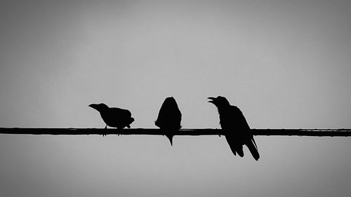 Low angle view of birds perching on power line