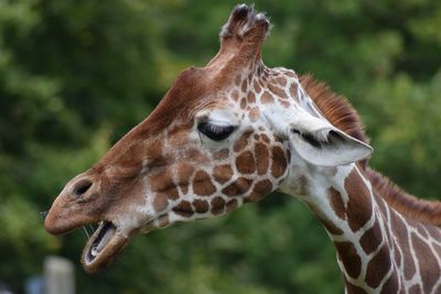 Close-up of giraffe