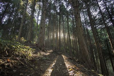 Trees in forest against sky