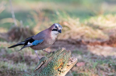 Jay sitting on a rotten tree trunk overgrown with lichen in a forest clearing