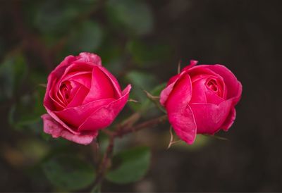 Close-up of pink rose