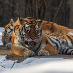 Portrait of tiger relaxing in zoo