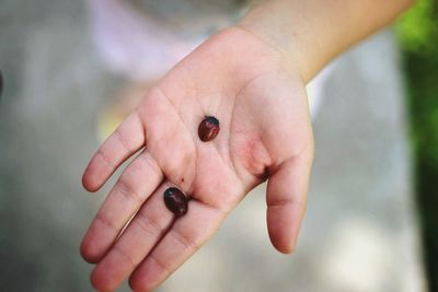 Close-up of insect on hand