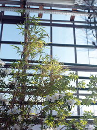 Low angle view of flowering plants by window