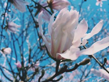 Close-up of flowers against blue sky