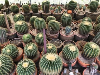 High angle view of succulent plants on field