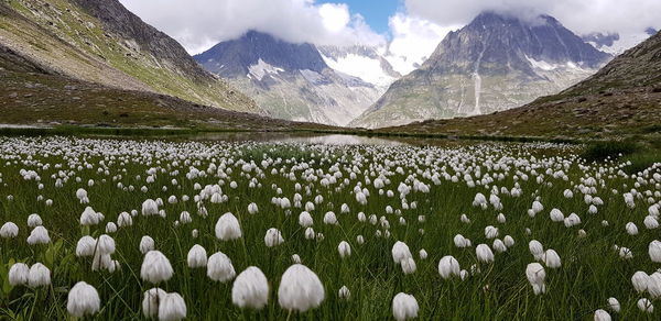 Panoramic shot of flowering plants on field against sky