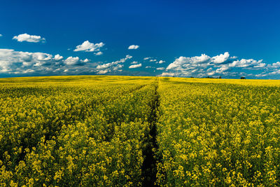 Rapeseed Field