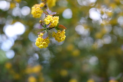 Close-up of yellow flowering plant