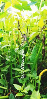 Close-up of insect on plant