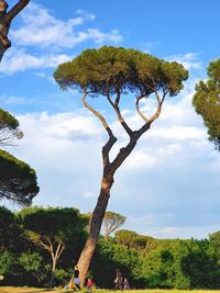 Low angle view of trees against sky