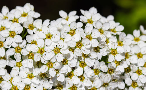 Close-up of white flowering plants on field