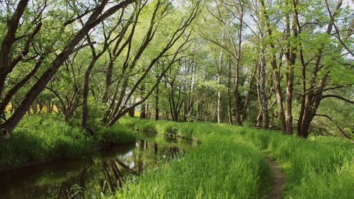 Scenic view of river in forest