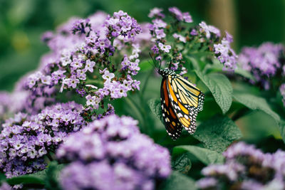 Close-up of butterfly pollinating on purple flower