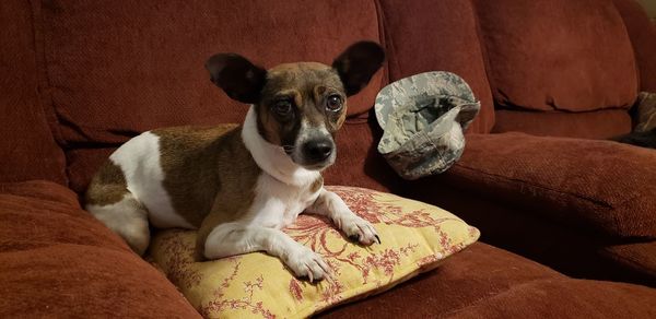 Portrait of dog relaxing on sofa at home