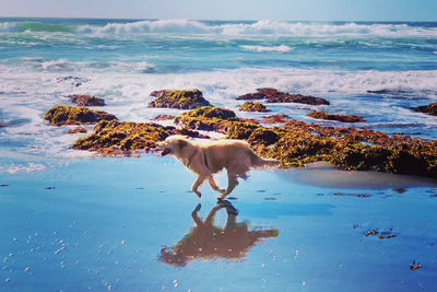 Dog standing in sea