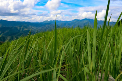 Close-up of grass on field against sky