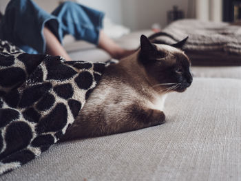 Close-up of cat resting on bed at home