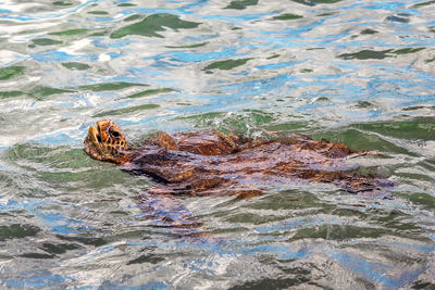 High angle view of duck swimming in sea