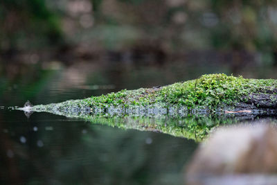 Close-up of moss covered wood at lake