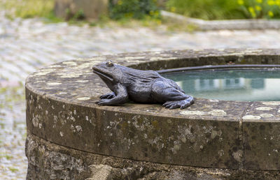 Close-up of a lizard on a lake