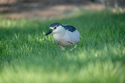 Close-up of a bird on grass