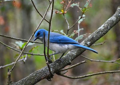 Close-up of mexican jay bird perching on branch