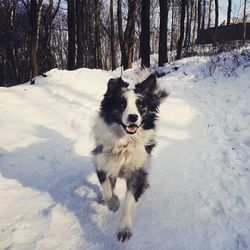 Portrait of dog on snow covered forest