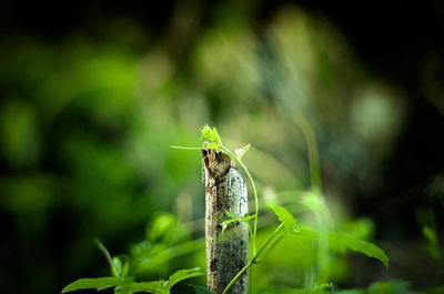 Close-up of insect on plant