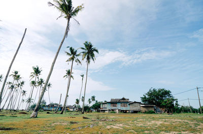 Palm trees against cloudy sky