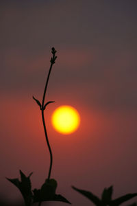 Low angle view of silhouette plant against orange sky