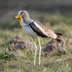 Side view of a bird on field