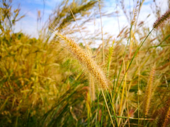 Close-up of stalks in field