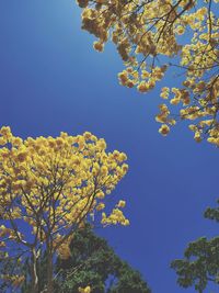 Low angle view of flowering tree against blue sky