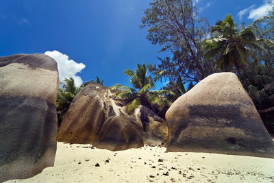 View of an animal on rock