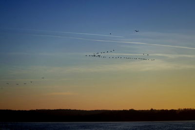 Birds flying in sky at sunset