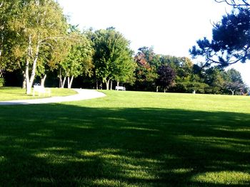 Trees in park