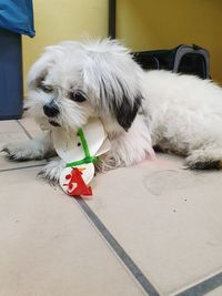 Portrait of dog sitting on floor