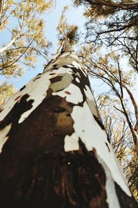 Low angle view of tree against sky