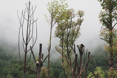 Trees in forest against sky