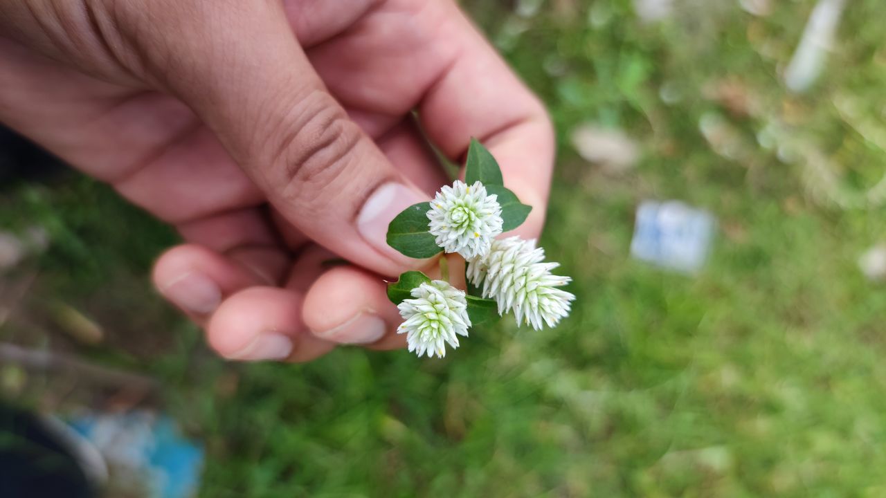 CLOSE-UP OF HAND HOLDING FLOWERING PLANTS