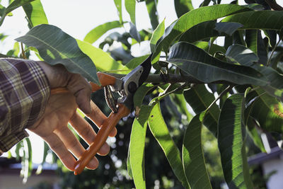 Close-up of hand holding leaves