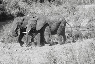 Elephant on field