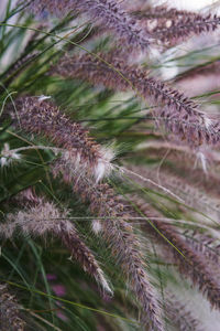 Close-up of plant growing on field