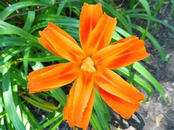 Close-up of red flower