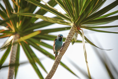 Low angle view of bird perching on palm tree