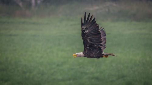 Bald eagle flying over a blurred background